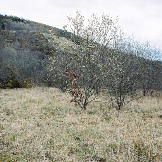 Early Spring, 2021
